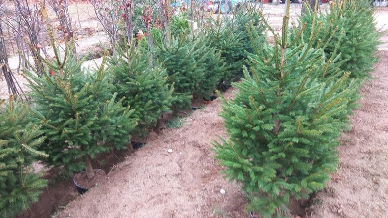 Molid, (Picea abies), Inaltime 1,4- 1,8 m