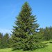 Molid, (Picea abies), Inaltime 1,4- 1,8 m